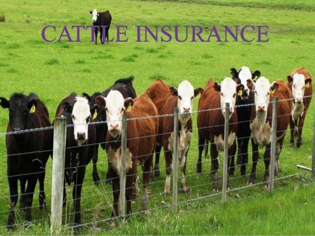 15,000 agricultural policies issued in a month, most of them only animal insurance