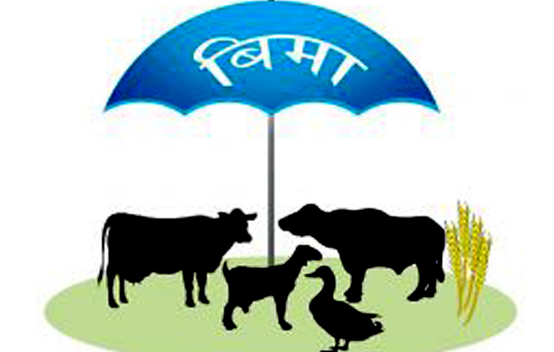 प्रभावकारी बन्दै ‘पशु–पन्छी बीमा’, आठ महिनामै ५ अर्ब बीमाङ्क संकलन
