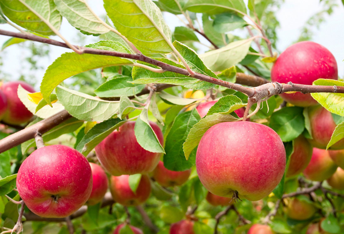 कडाइसँगै झन्डै ९०% घट्यो कर्णालीको कृषि बीमा, के पहिले ठगी धन्दा चलेको थियो ?