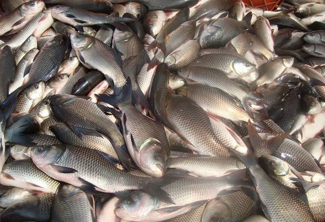 ‘माछा बीमा’ बाट पौने २ करोड प्रिमियम संकलन