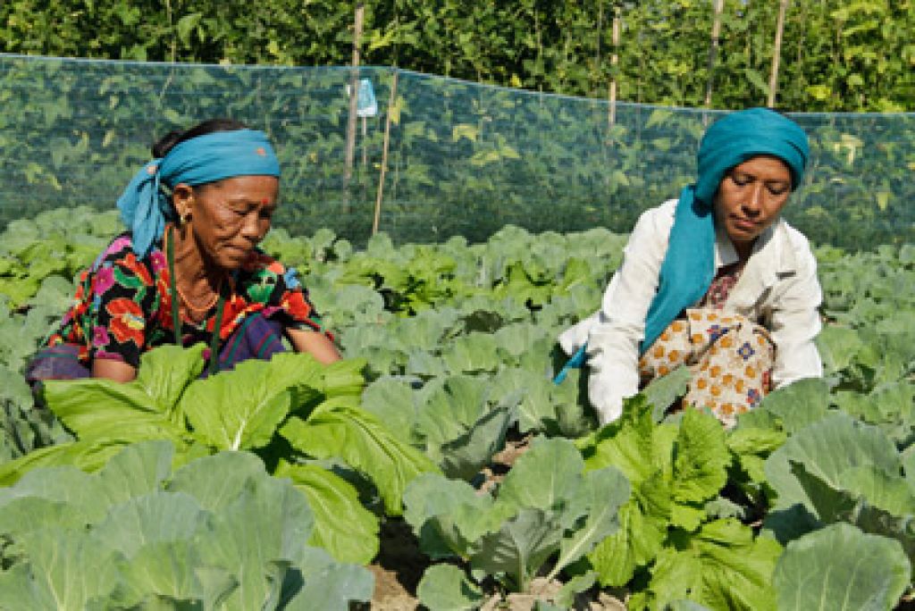 कृषि बीमाबाट करिब सवा ४१ करोड बिमाशुल्क आम्दानी