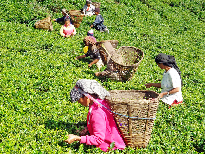 अब देखि चिया खेतीको पनि बीमा गर्न पाईने