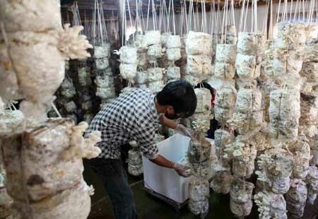 इन्स्योरेन्स शिक्षा: च्याउखेती बीमालेख बारे जानकारी