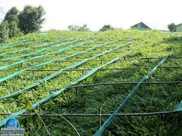 Insurance Education: How to insure cardamom cultivation? Full Information