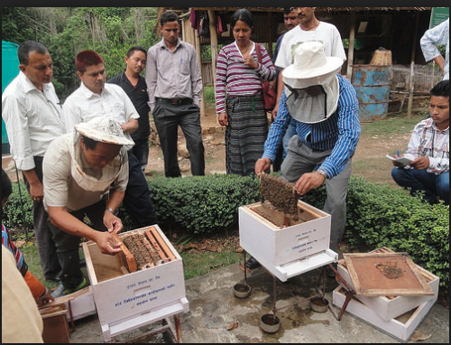 मौरी पाल्नु भएको छ । बीमा गर्नुहोस ।