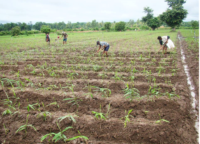 How to insure cash crop ginger? Full Information