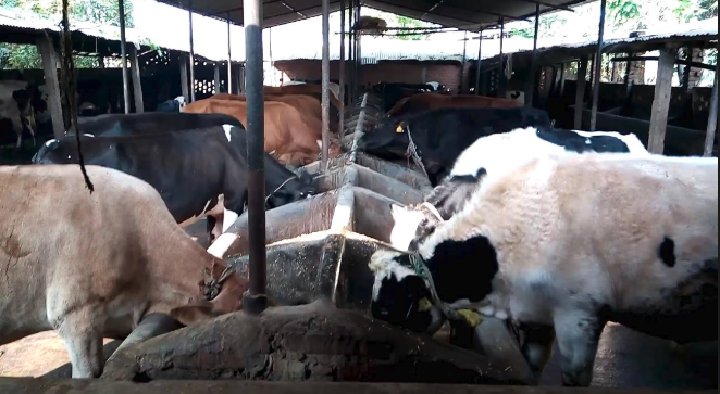 काभ्रेपलाञ्चोकमा पशुबीमा प्रति कृषकको आकर्षण बढ्दो