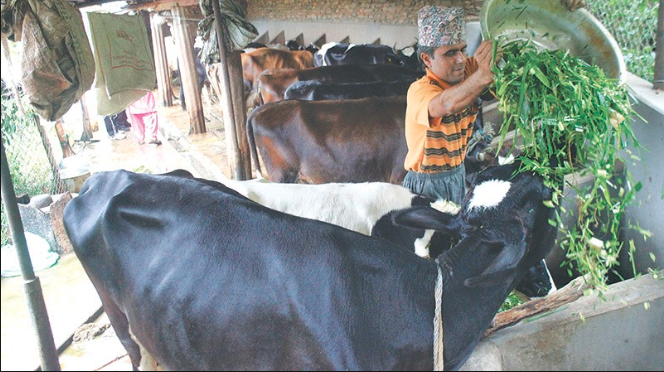 पर्वतका कृषक पशु बीमाप्रति आकर्षित बन्दै