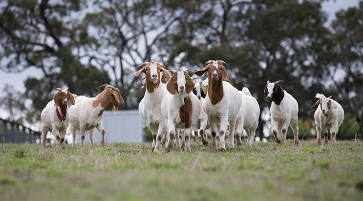 बाख्रा बीमाको लागि अब छुट्टै पोलिसी