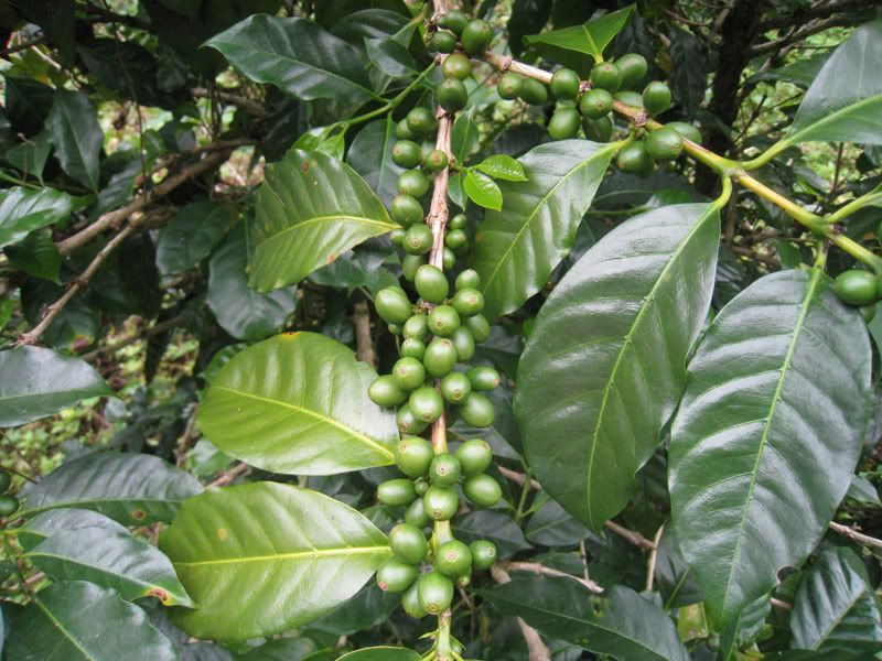 बीमांकको ५ प्रतिशत बीमाशुल्क भुक्तानी गरी कफि बीमा गर्न सकिने