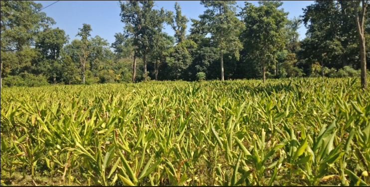 इन्स्योरेन्स शिक्षा: के तपाई बेसार खेतीको बीमा गर्ने सोचमा हुनुहुन्छ ? बेसार खेती बीमालेख बारे जानकारी ।