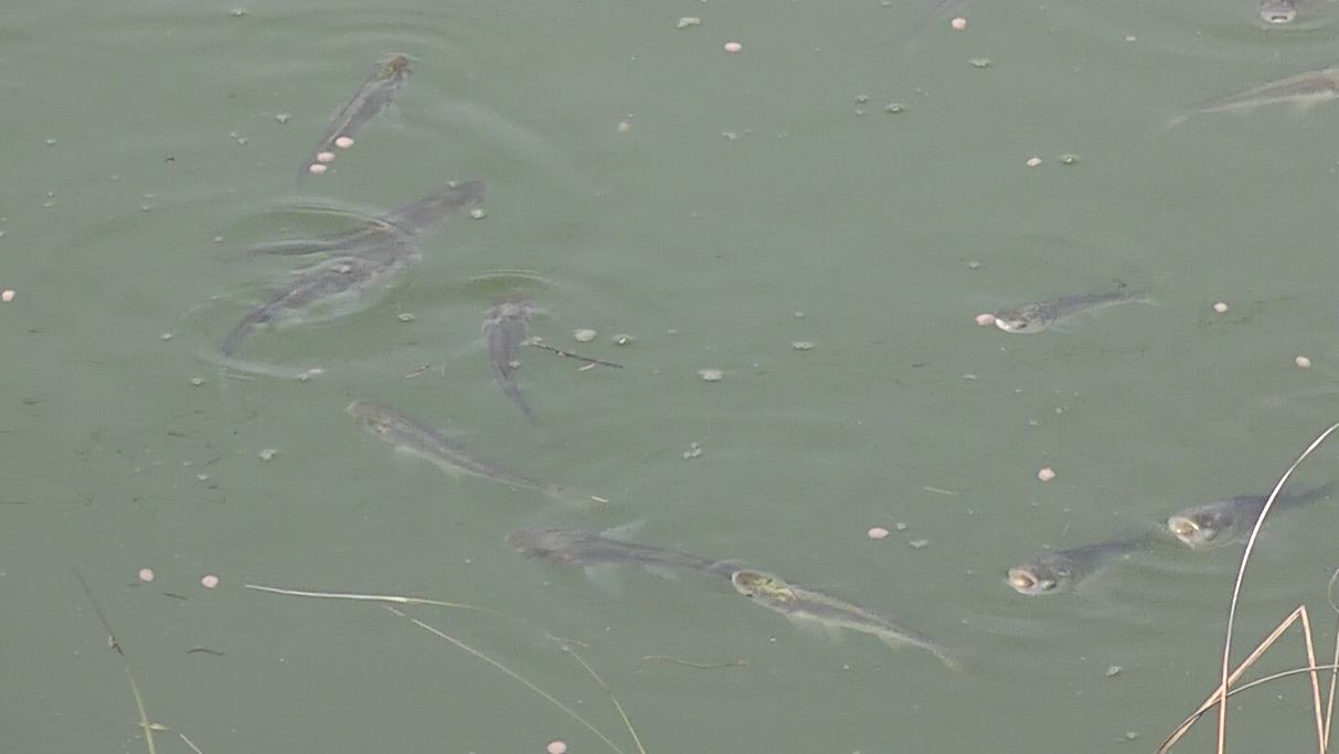 माछा बीमालेख परिमार्जन गर्यो समितिले