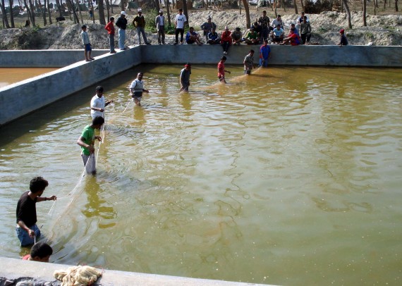 प्रजातीका आधारमा उत्पादन मूल्य तय गरिएकाे माछा बीमालेखमा के-के छन् विशेषता