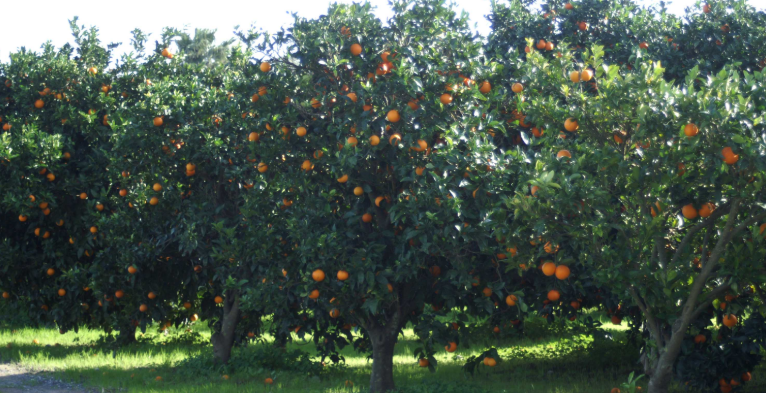 सुन्तला र जुनार समेटियो बीमाको दायरामा