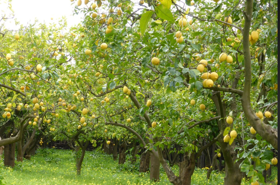 कागती बीमालेख जारी गर्यो समितिले
