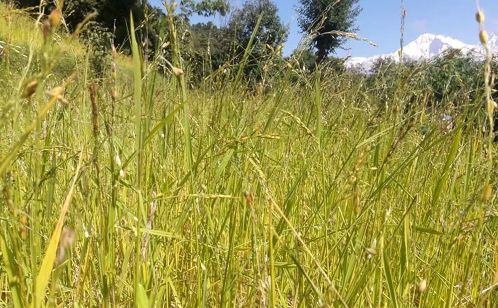 असोजमै भिषण असिना, पाकेका धान, कोदो, फापर र फलफूल नष्ट