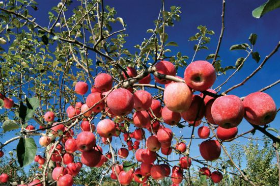 कर्णालीका किसान स्याउ बीमाप्रति आकर्षित