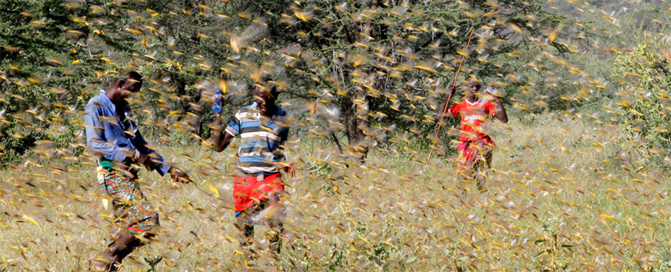 भारतमा किसानका लागि बाली बीमा र रासायनिक मलको अनुदान बजेट बढाइयो