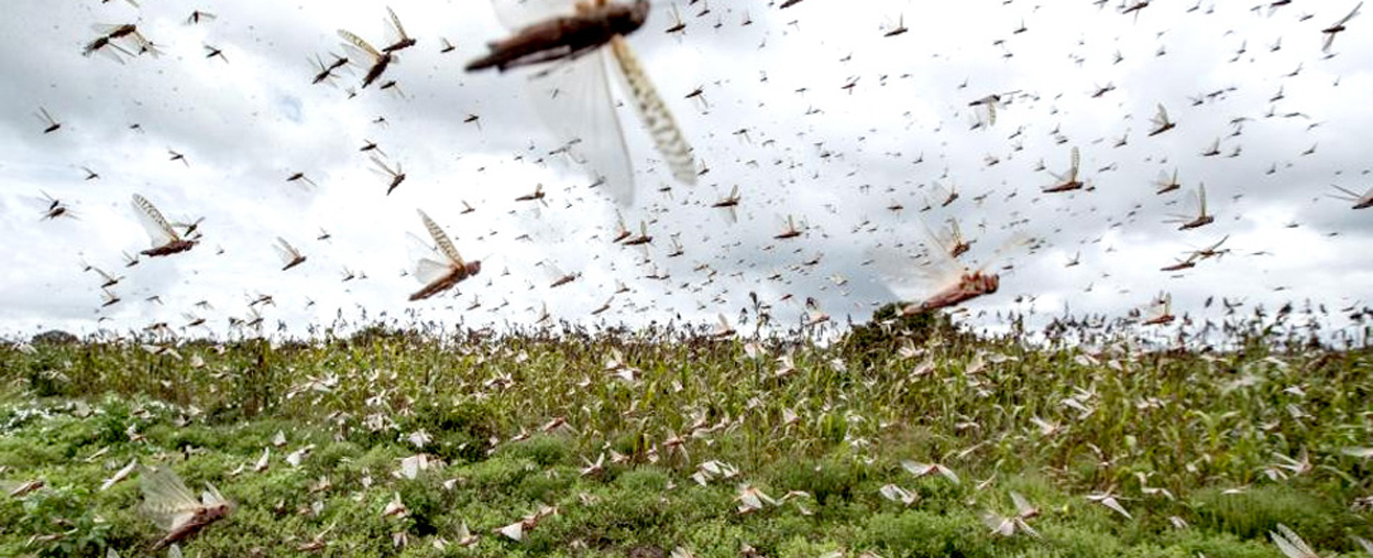 सलहको कारण भारतमा अर्बौको बीमा दावी पर्दै,नेपालमा के होला ?