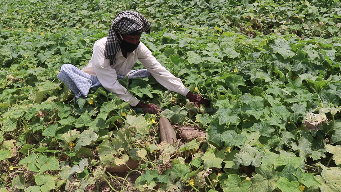 बाली बीमा नगर्दा सुदुरपश्चिमका किसान ३२ करोड नोक्सानमा