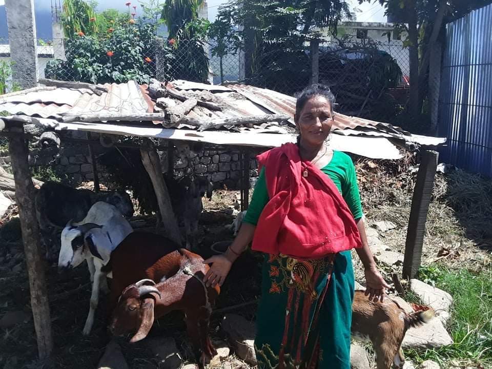 चौतारी लघुवित्तको साथ, आफ्नै दृढता र मेहनतले धर्मकला बनिन् सफल पशु उद्यमी