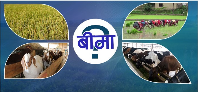 तनहुँका किसानमा पशुपंक्षीको बीमामा आकर्षण बढ्दै