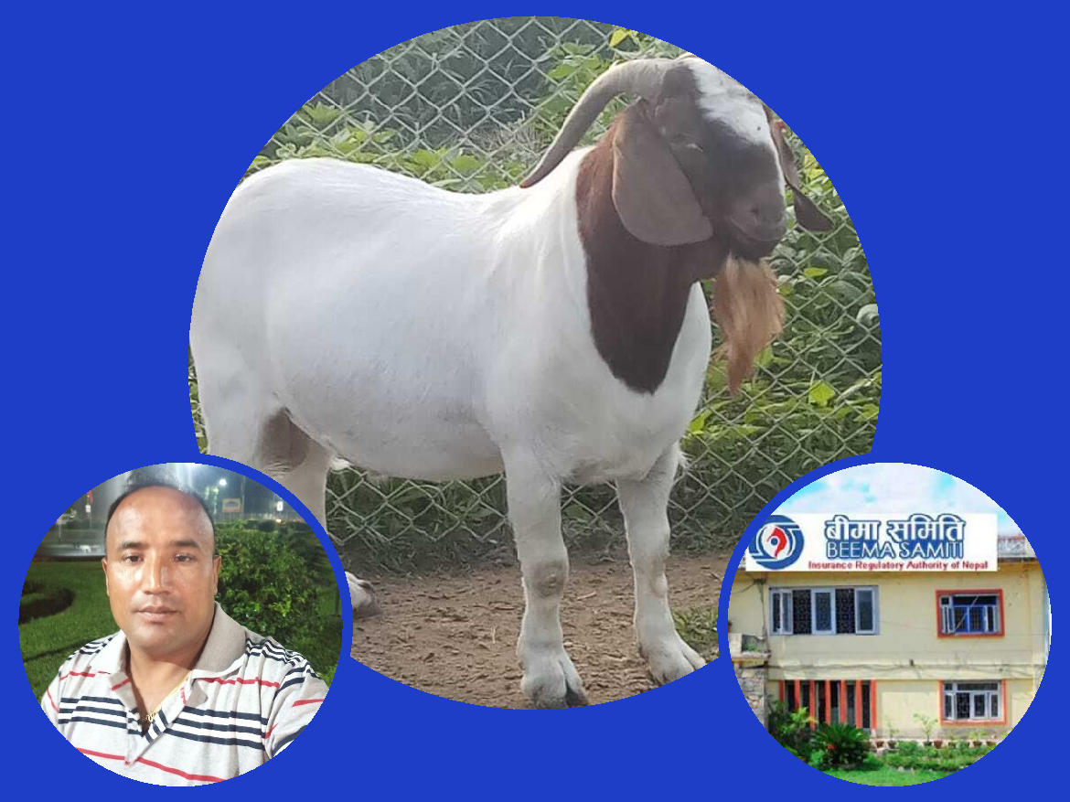 विदेशबाट महंगोमा आयातित पशुको बीमा गर्न समस्या, बाख्राको मूल्य ४ लाख तर बीमा एक लाखको!