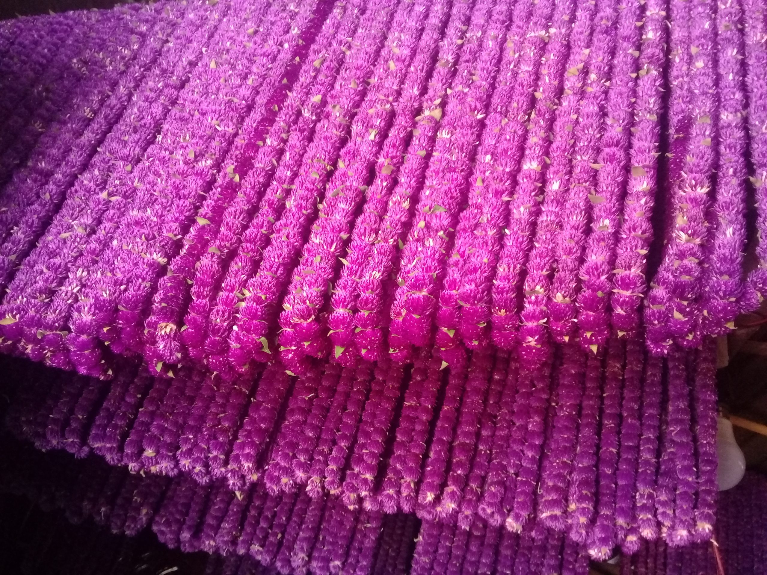 फूल खेती गर्ने किसानको दुखेसो : श्रमको मुल्य पनि उठ्दैन 