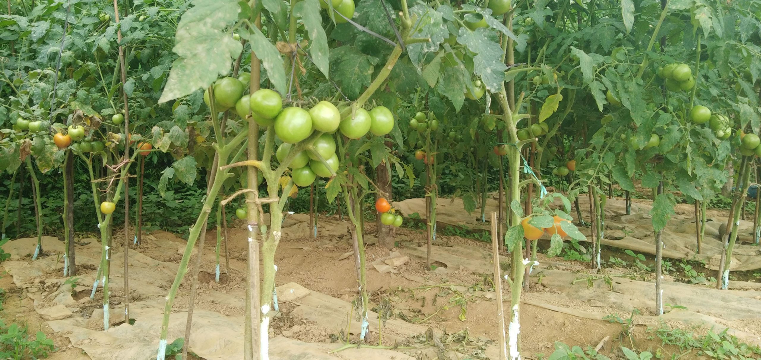 बजारमा गोलभेडाको मुल्य बढ्दा साना किसानको टनेलबाटै खोसाखोस