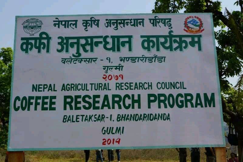 गुल्मीमा विज्ञविनाको कफी अनुसन्धान कार्यक्रम : करोडौं लगानी उपलब्धि शून्य