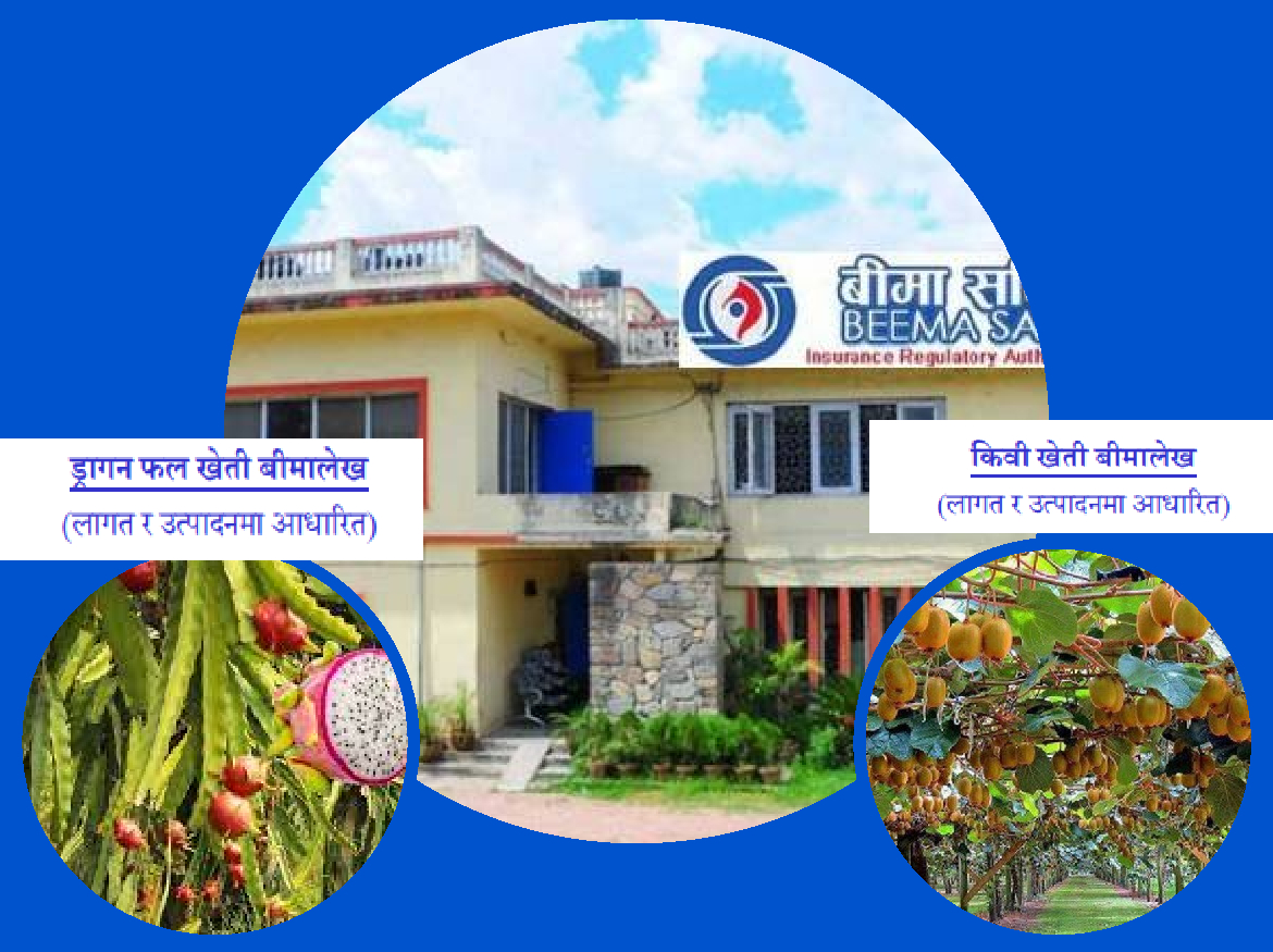 किवी खेती र ड्रागन फल बीमालेख जारी, २ लाखसम्मको दुर्घटना बीमा सुविधा