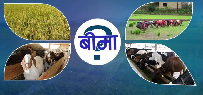 एक दशकमा कृषि तथा पशुपन्छी बीमामा सरकारको ५ अर्ब ५ करोड अनुदान, कृषकले पाए जम्मा २ अर्ब ८८ करोडको दाबी