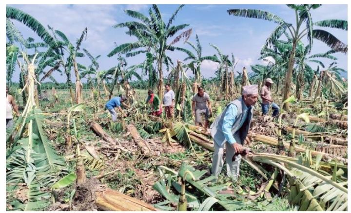 बाराका केरा किसान बीमा वापतको रकम प्राप्त गर्न नसक्दा दोहोरो मारमा