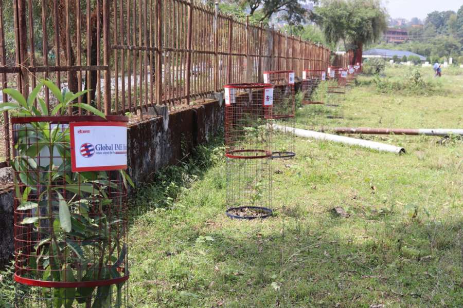 ग्लोबल आइएमई र त्रिभुवन विश्वविद्यालयको सहकार्यमा वृक्षारोपण कार्यक्रम सम्पन्न