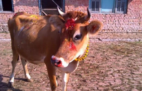 आज कार्तिक ८ गते गाईतिहार मनाइदै