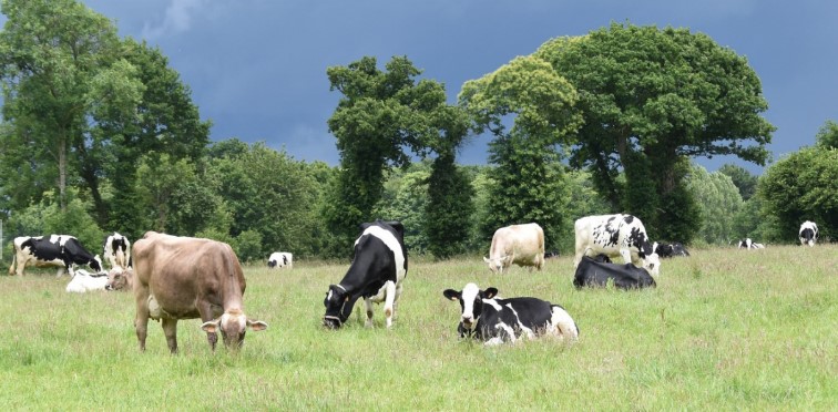 निक्षेप तथा कर्जा सुरक्षण कोषमा पशुधन सुरक्षण कार्यक्रम:विजय तामाङको लेख
