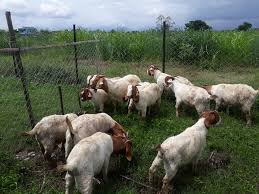 संशोधित बाख्रा बीमालेख वारे जानकारी:बासुदेव शर्माको लेख