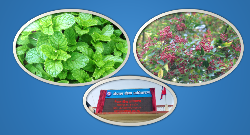 टिमुर र पुदिना खेतीको बीमालेख जारी, २ लाखको दुर्घटना बीमा सहित लगात र उत्पादनमा रक्षावरण