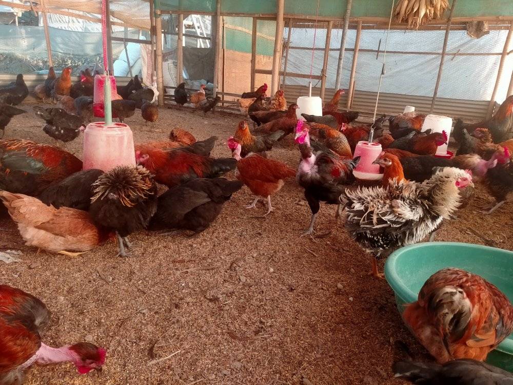 बर्ड फ्लु क्षतिपूर्तीः चालू आर्थिक वर्षकाे नाेक्सानीकाे मात्र क्षतिपूर्ती दिने सरकारी तयारी