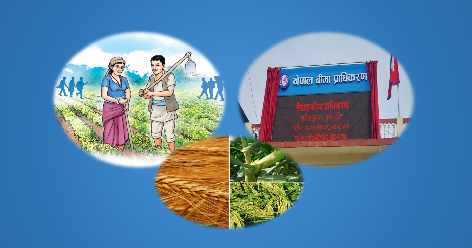 बीमा कम्पनीले कृषी बीमालेखकाे रु. ३ अर्ब पाएनन्, जेठ ७ देखि सेवा बन्द गर्ने