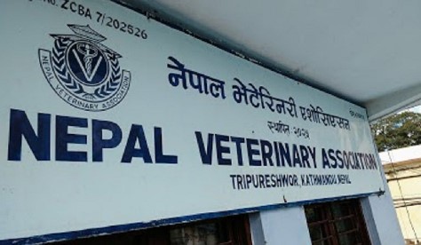 मुर्रा राँगाको आयातमा विषयको गम्भिर्यता नबुझि टिका टिप्पणी नगर्न नेपाल भेटेरिनरी एशोसिएसनको अनुरोध