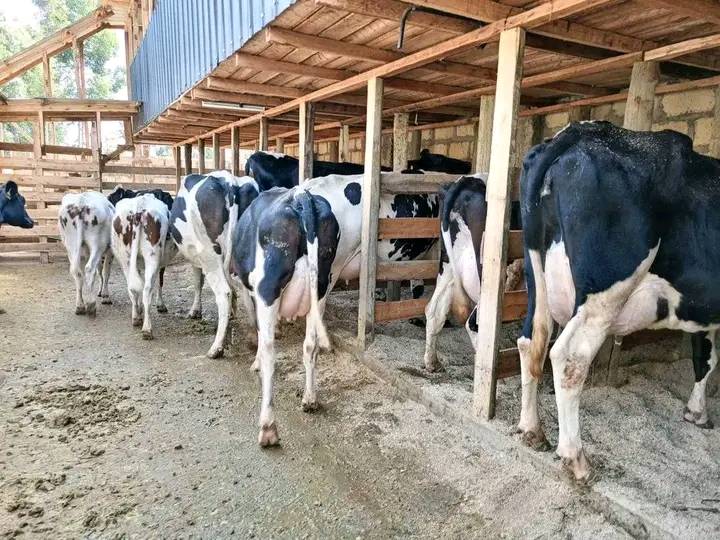 तीन जिल्लामा देखा परिसक्यो पोहोर किसानलाई कंगाल बनाएको लम्पी स्किन