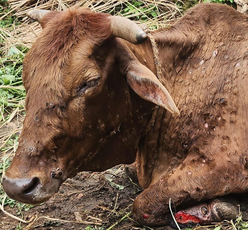 नेपालमा खोरेत र परजीवीजन्य रोगबाट किसानलाई बर्सेनि रु. १५ अर्बको नोक्सानी