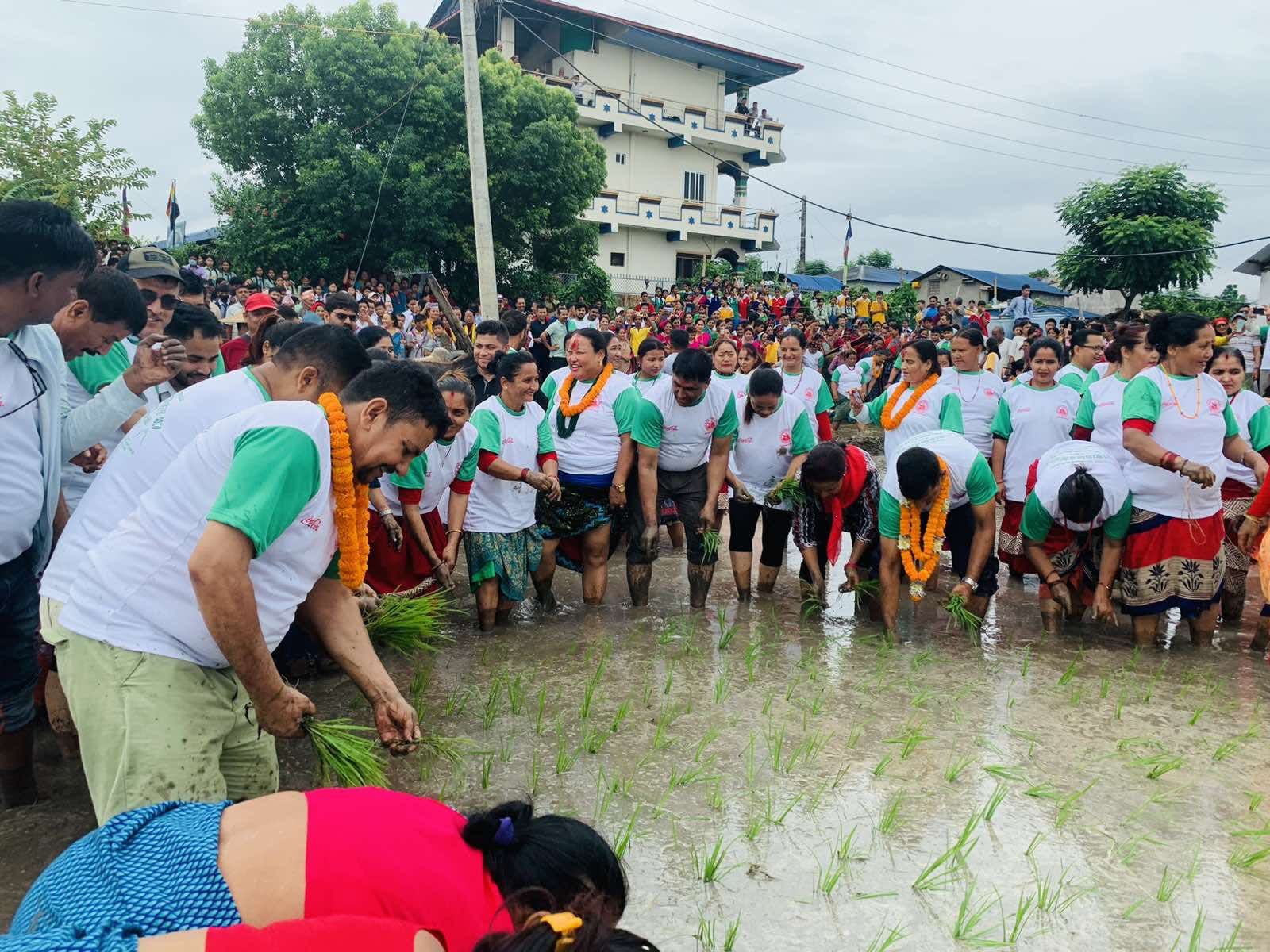 विभिन्न कार्यक्रम गरी कामना सेवा विकास बैंकले मनायो राष्ट्रिय धान दिवस