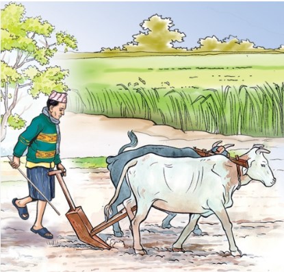 पछिल्लो १० वर्षमा ९% ले कृषक परिवार घटे
