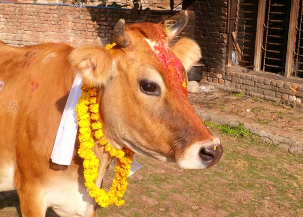 Cow Puja and Mha Puja being celebrated today
