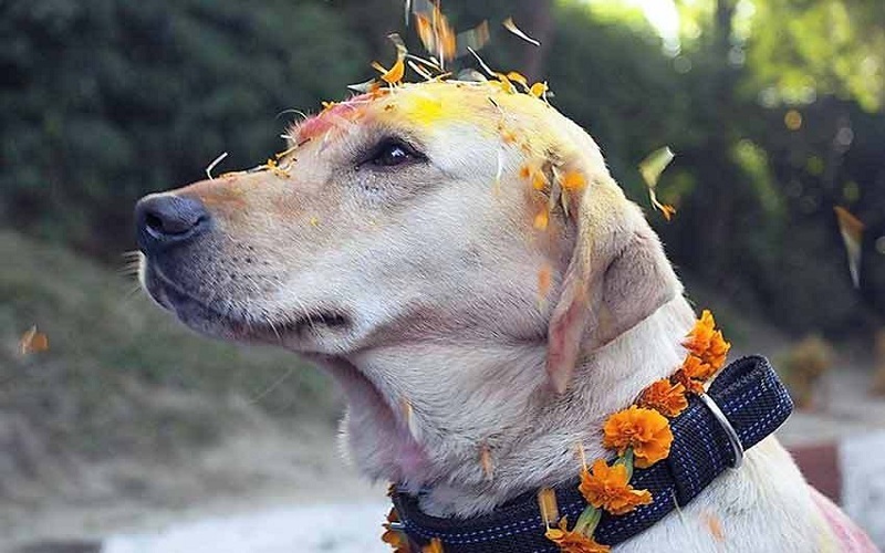 यमपञ्चकको दोस्रो दिन आज कुकुर तिहार मनाइदै, लक्ष्मी पूजा पनि आजै