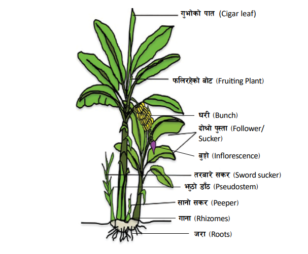 केरा खेती बीमाको लागत निर्धारण गर्न लागू गरिएको फर्मुला अव्यवहारिक भएको गुनासो