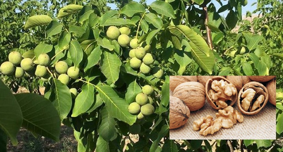 आजदेखि लागू भएको ओखर खेती बीमामा कस्ता छन् विशेषताहरु ?