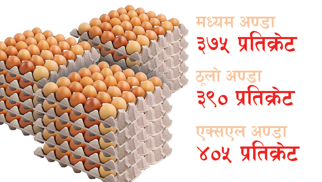 अण्डाको समर्थन मूल्य तोकियो, मध्यमको प्रतिक्रेट ३७५ रूपैयाँ